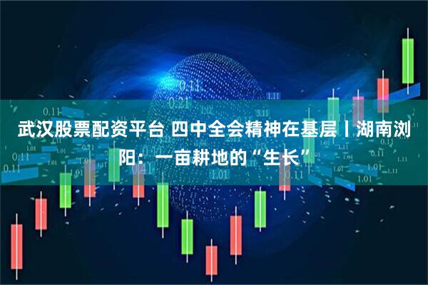 武汉股票配资平台 四中全会精神在基层丨湖南浏阳：一亩耕地的“生长”